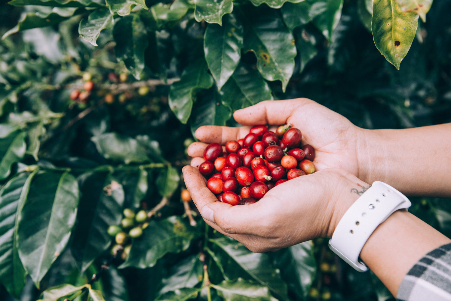 Coffee beans from plant - Model Bean Coffee