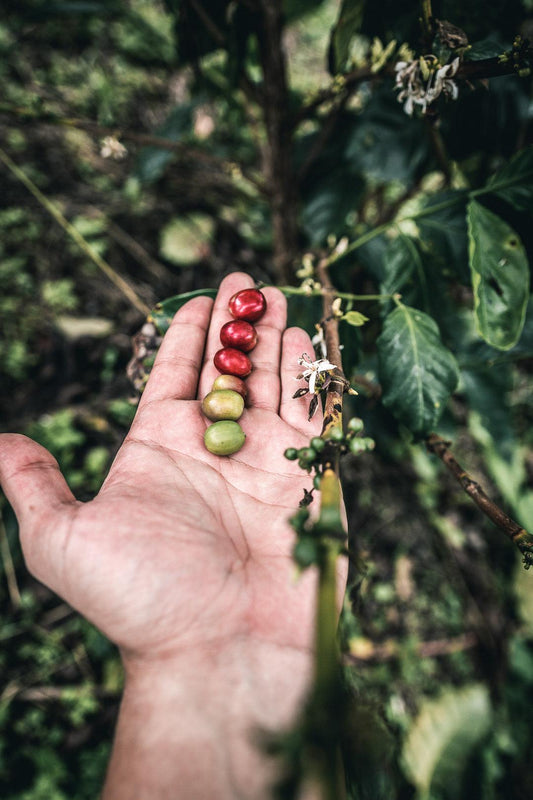 COVID-19 Is Causing Labor Shortages On Colombian Coffee Farms - Model Bean Coffee Co.
