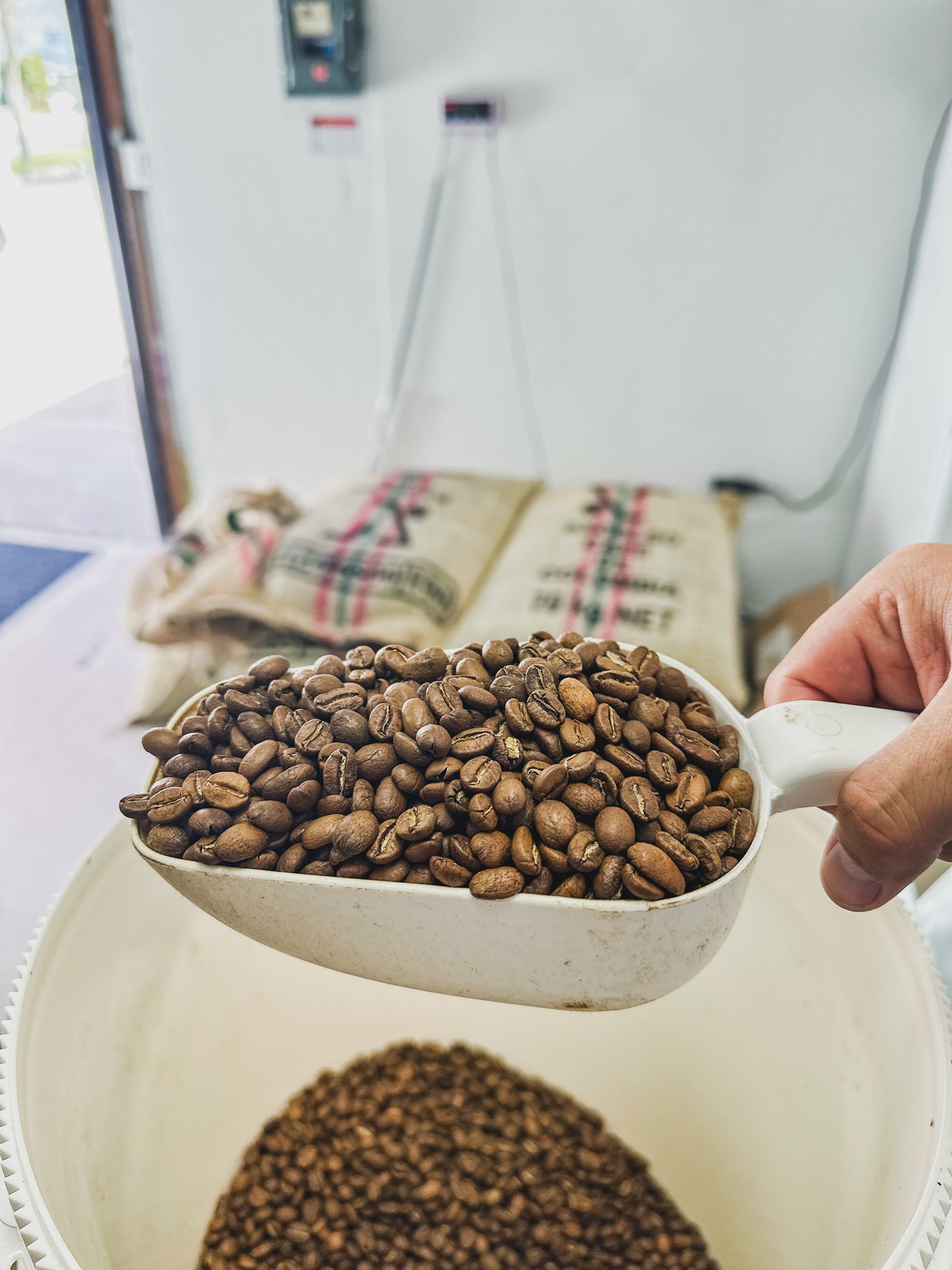 model bean coffee coffee beans